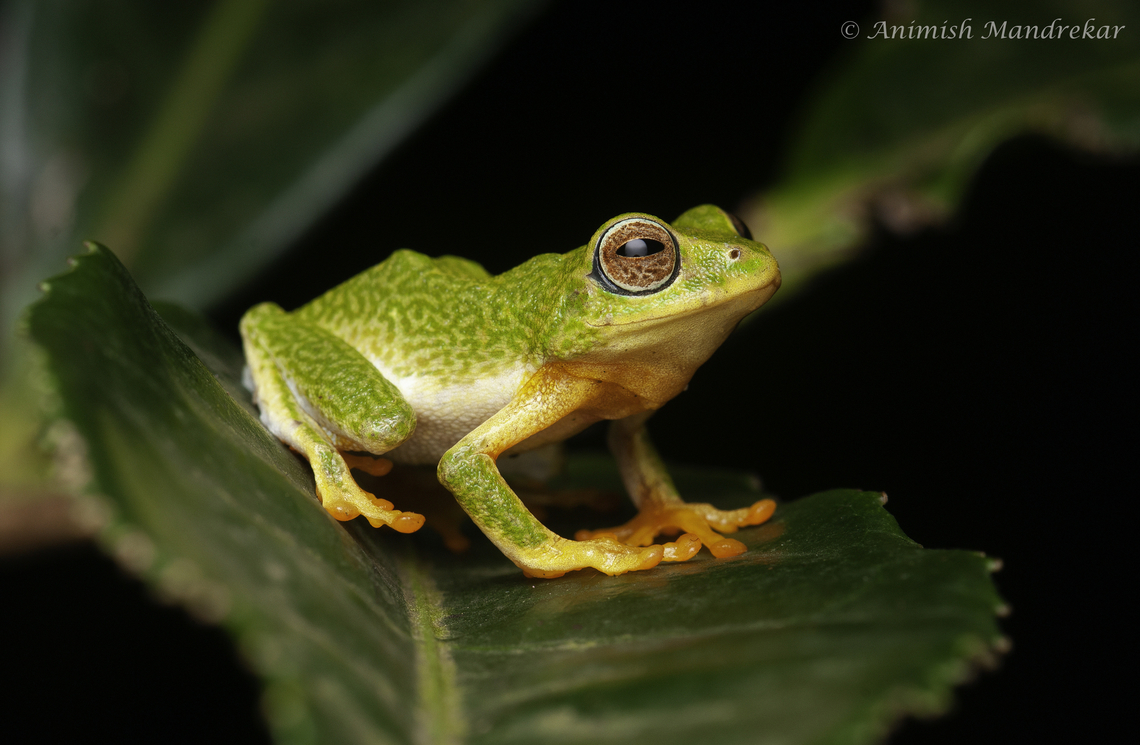 Jayram's Bush Frog (Raorchestes jayarami) Jayaram's Bush Frog (Raorchestes jayarami) - small green gem from southern western ghats Geotagged,India,Jayaram's Bush Frog,Raorchestes jayarami,Summer