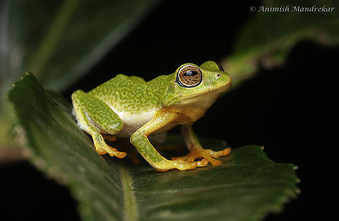 Jayram's Bush Frog (Raorchestes jayarami) Jayaram's Bush Frog (Raorchestes jayarami) - small green gem from southern western ghats Geotagged,India,Jayaram's Bush Frog,Raorchestes jayarami,Summer