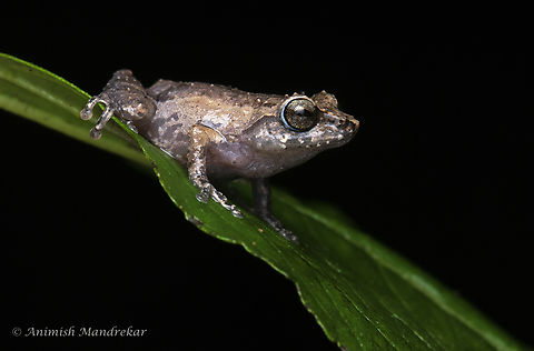 Griet Bush Frog (Raorchestes griet) One more endemic bush frog from Southern western ghat - biodiversity hotspot. Love the blue lining around the eyes. Geotagged,Griet Bushfrog,India,Raorchestes griet,biodiver hotspot,biodiversity,bush frog,monsoon,western ghats
