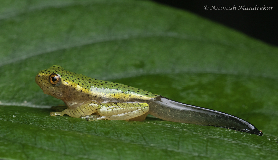 Small Gliding Frog (Rhacophorus lateralis) Tadpole of Small Gliding Frog (Rhacophorus lateralis) Geotagged,India,Rhacophorus lateralis,Small Flying Frog,Small Gliding frog,biodiversity,monsoon,western ghats