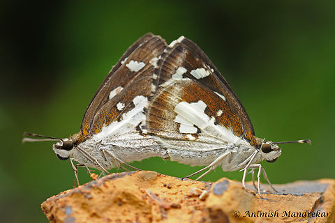 Grass Demon (Udaspes folus) Grass Demon (Udaspes folus) mating pair at Sanjay Gandhi National Park, Mumbai Butterfly,Geotagged,Grass demon,India,Udaspes folus,mating,monsoon