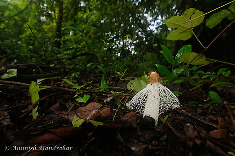 Veiled Lady Mushroom (Phallus indusiatus) Habitat Shot My Wishlist Mushroom, have seen it multiple times but this one of the best specimen Bamboo fungus,Fungus,Geotagged,India,Mushrooms,Phallus indusiatus,monsoon