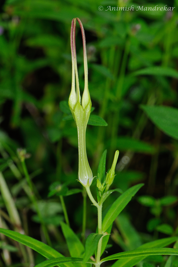 Ceropegia attenuate Source for identification<br />
<a href="https://www.jstor.org/stable/24637752" rel="nofollow">https://www.jstor.org/stable/24637752</a><br />
<a href="https://www.ifoundbutterflies.org/ceropegia-attenuata" rel="nofollow">https://www.ifoundbutterflies.org/ceropegia-attenuata</a><br />
<a href="https://www.researchgate.net/publication/281554490_A_new_variety_of_Ceropegia_attenuata_Hook_Asclepiadaceae_from_Mookambika_Wildlife_Sanctuary_Karnataka_India" rel="nofollow">https://www.researchgate.net/publication/281554490_A_new_variety_of_Ceropegia_attenuata_Hook_Asclepiadaceae_from_Mookambika_Wildlife_Sanctuary_Karnataka_India</a> Ceropegia attenuata,Geotagged,India,monsoon,western ghats