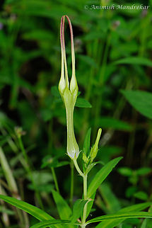 Ceropegia attenuate Source for identification
https://www.jstor.org/stable/24637752
https://www.ifoundbutterflies.org/ceropegia-attenuata
https://www.researchgate.net/publication/281554490_A_new_variety_of_Ceropegia_attenuata_Hook_Asclepiadaceae_from_Mookambika_Wildlife_Sanctuary_Karnataka_India Ceropegia attenuata,Geotagged,India,monsoon,western ghats