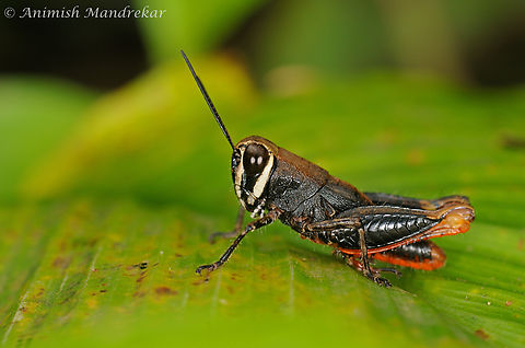 Palaciosa khandalensis Source of identification:
https://www.inaturalist.org/taxa/756315-Palaciosa-khandalensis Fall,Geotagged,Grasshopper,India,Palaciosa khandalensis