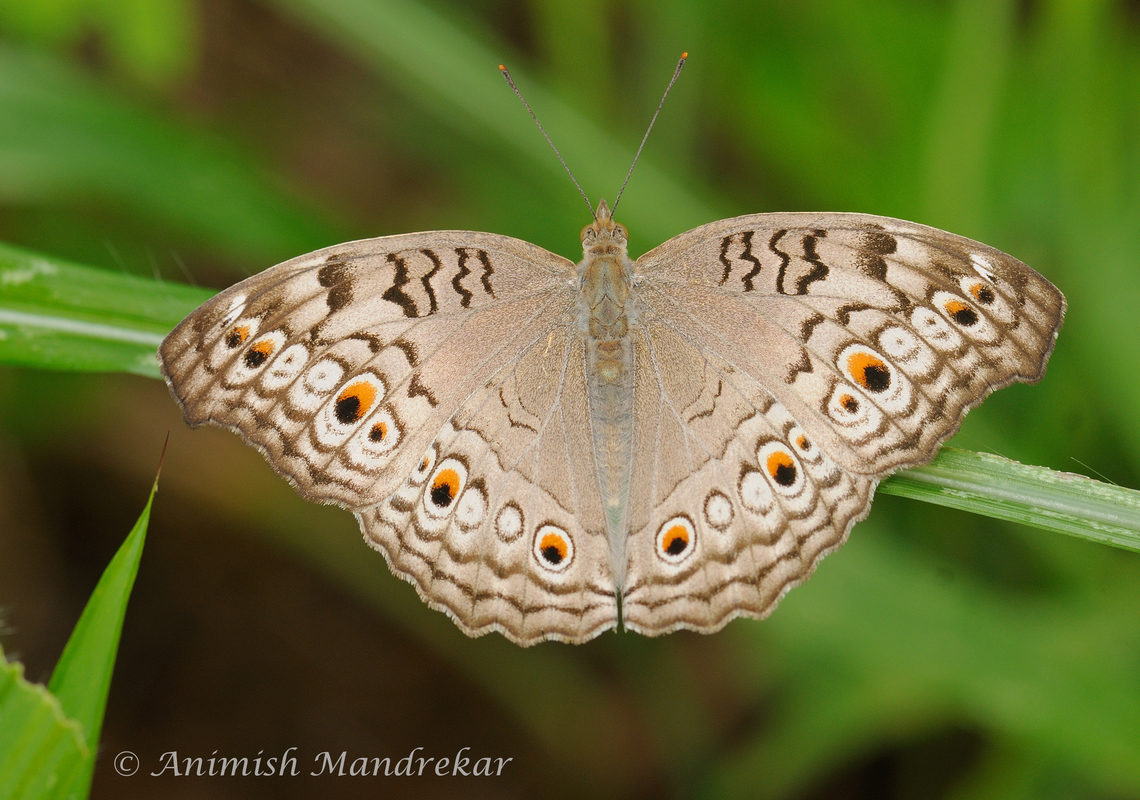 Grey Pansy Butterfly (Junonia atlites)  Fall,Geotagged,Gray pansy,India,Junonia atlites