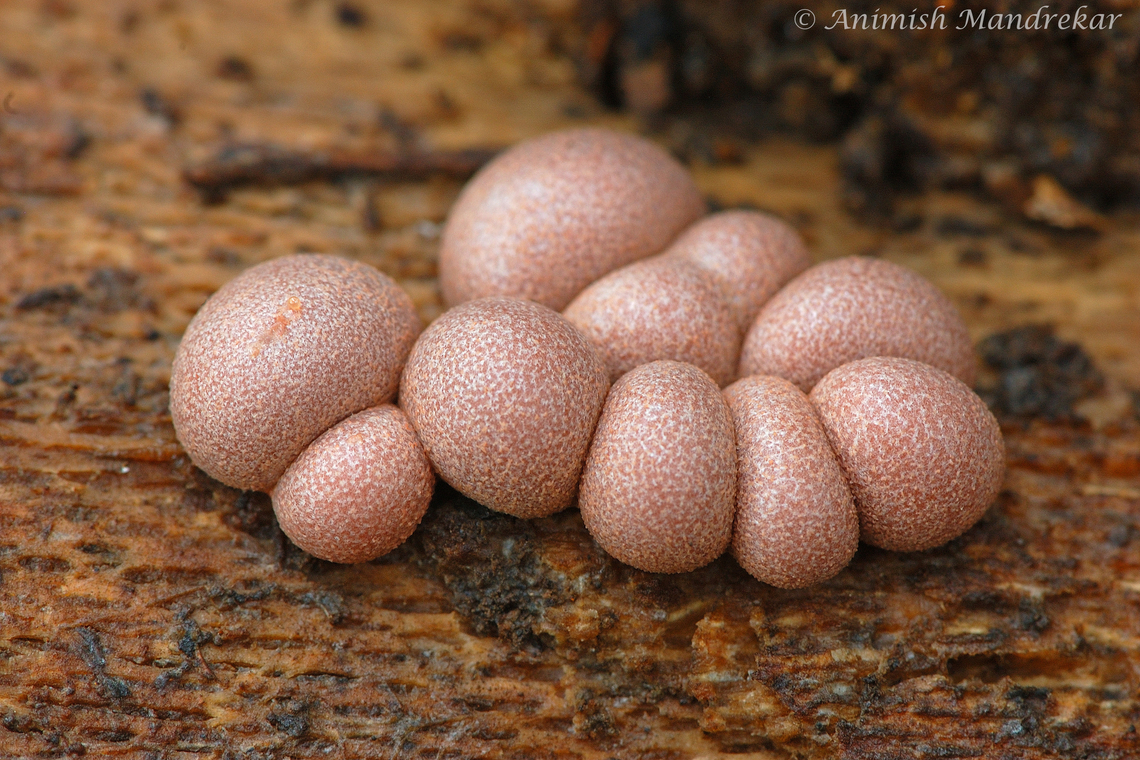 Lycogala epidendrum, India  Geotagged,India,Lycogala epidendrum,Summer,Wolf's milk