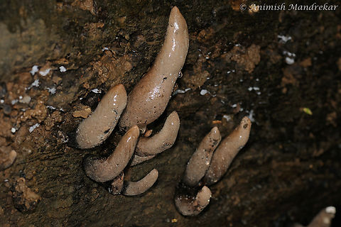 Deadman’s fingers (Xylaria polymorpha) Deadman’s fingers Xylaria polymorpha is an inedible fungus that grows on wet decaying wood in forests. The fruiting
body, seen above the ground, are club-like or finger shaped. In some cases, the fruiting bodies are flat, but have a
rounded tip. Dead Man's Fingers,Geotagged,India,Summer,Xylaria polymorpha