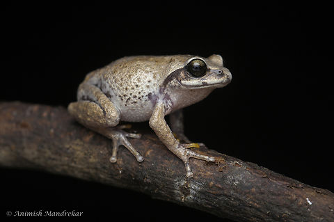 Spotted bush frog (Raorchestes tinniens) Gem from western ghats - Biodiversity hotspot Geotagged,India,Raorchestes tinniens,Spotted bushfrog,Summer,biodiversity,bushfrog,monsoon,western ghats
