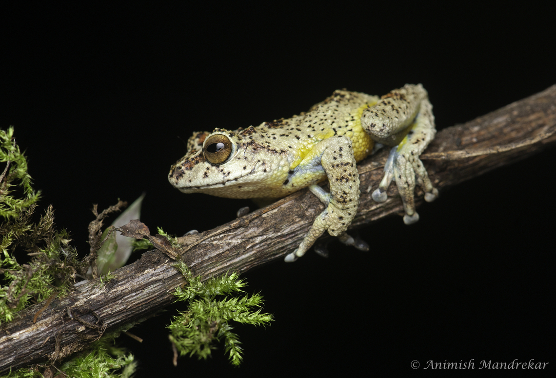 Munnar Bush Frog (Raorchestes munnarensis) Rarity from southern western ghats  Endemic species,Geotagged,India,Munnar bush frog,Raorchestes munnarensis,Summer,monsoon,western ghats