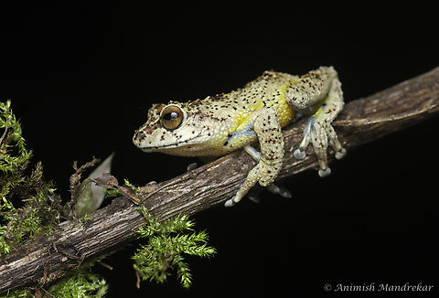 Munnar Bush Frog (Raorchestes munnarensis) Rarity from southern western ghats  Endemic species,Geotagged,India,Munnar bush frog,Raorchestes munnarensis,Summer,monsoon,western ghats