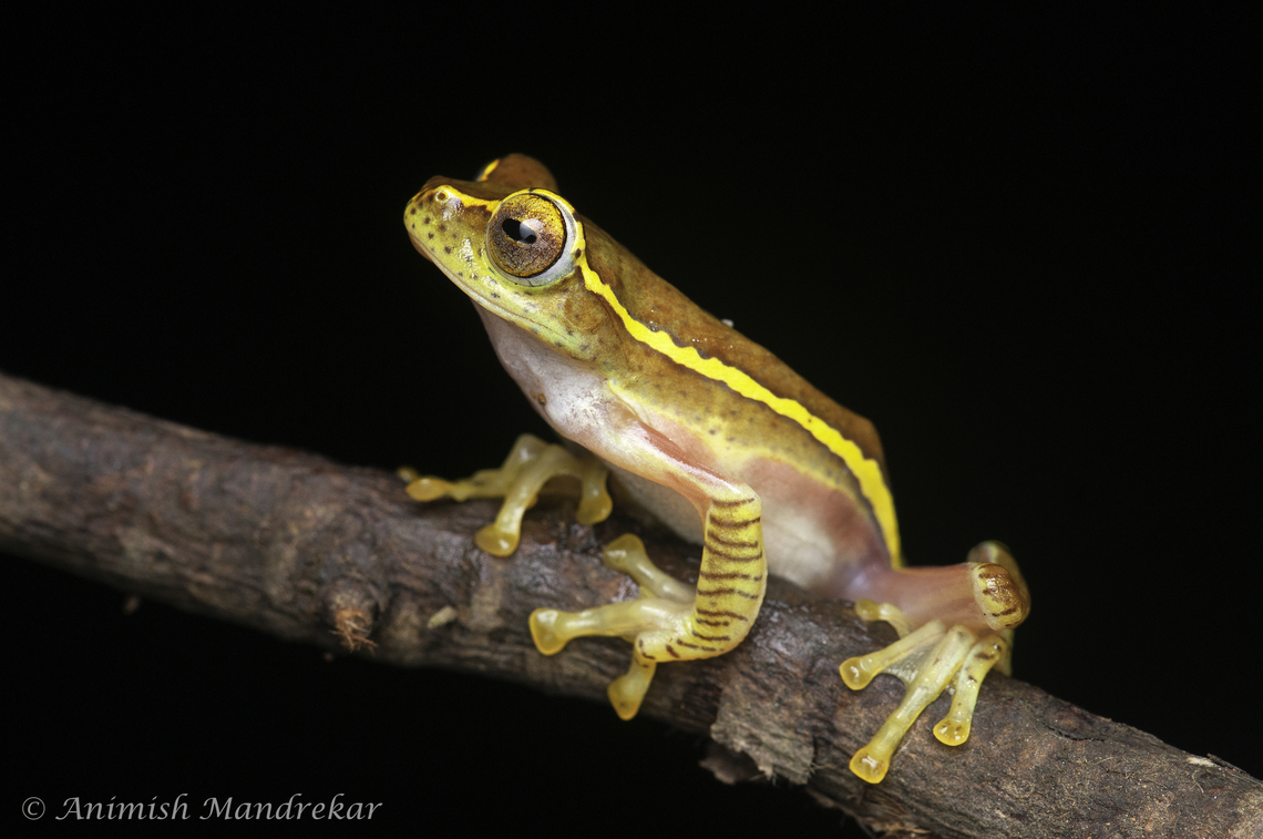 Small Gliding Frog (Rhacophorus lateralis)  Endangered,Endemic species,Geotagged,India,Rhacophorus lateralis,Small Flying Frog,Summer,monsoon,western ghats
