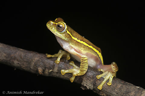 Small Gliding Frog (Rhacophorus lateralis)  Endangered,Endemic species,Geotagged,India,Rhacophorus lateralis,Small Flying Frog,Summer,monsoon,western ghats