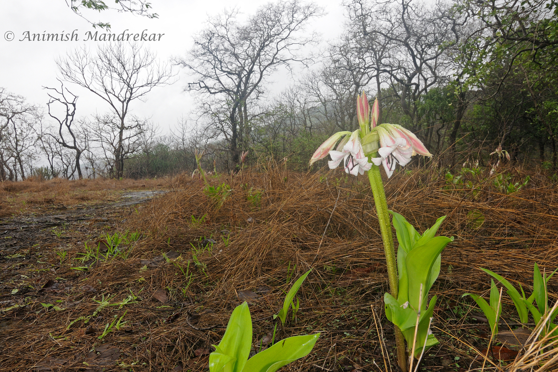 Pink Striped Trumpet Lily (Crinum latifolia)  Crinum latifolium,Geotagged,India,Pink Striped Trumpet Lily,Spring,ephemeral