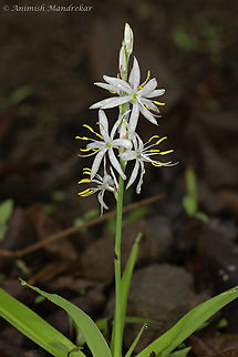 Chlorophytum borivilianum The species name comes from a suburb in Mumbai called Borivili. Safed Musli is a herb with sub-erect leaves and tuberous root system. It can grow upto a maximum height of 1.5 ft. Tubers can grow upto a depth of 10". The plant sports a rosette of long, slender leaves, growing from a thick, fleshy rhizome. The flowers are small, white, produced on sparse panicles. Leaves are slightly yellowish and white flowers with 6 petals are arranged on the flowering stalk which emerge from the centre of the plant. About 20-25 flowers on the flowering stalk appear in July. The seed is very small, black and enclosed in the holes. In one hole, there are about 10-12 seeds. The seed is very light in weight.
Medicinal uses: Warning: Unverified information Safed moosli holds an important position in Indian herbal medicine. The roots are widely used as a natural "sex tonic" and is an integral part of more than 100 herbal drug formulations. Although Indian forests are rich in safed moosli demand is increasing rapidly in Indian and international drug markets. The dried roots of asparagus are used in ayurveda as an aphrodisiac. They are available in the market as Safed Musli. Fifteen grams of roots boiled in one cup of milk should be taken twice daily. The regular use of this remedy is valuable in impotency and premature ejaculation. Chlorophytum borivilianum,Geotagged,India,critically endangered,ephemeral,monsoon