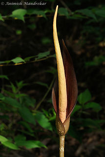 Dragon Stalk Yam (Amorphophallus commutatus) Amorphophallus is a large genus of some 170 tropical and subtropical tuberous herbaceous plants, which includes the world's largest flower, Titan Arum. Dragon Stalk Yam grows from a subterranean tuber. From the top of this tuber a single leaf is produced atop a trunk like petiole followed, on maturity, by a single inflorescence. This leaf consists of a vertical leaf stalk and a horizontal blade, which may consist of a number of small leaflets. The leaf lasts one growing season. This flower appears before the onset of the monsoon and the leaves appear with the rains. Flowers have a fetid smell and attract flies for pollination. Amorphophallus commutatus fruits are eaten by koels and bulbuls.
Medicinal uses: Unverified information - Tuber paste is applied externally to cure scabies Amorphophallus commutatus,Dragon Stalk Yam,Geotagged,India,Summer,ephemeral