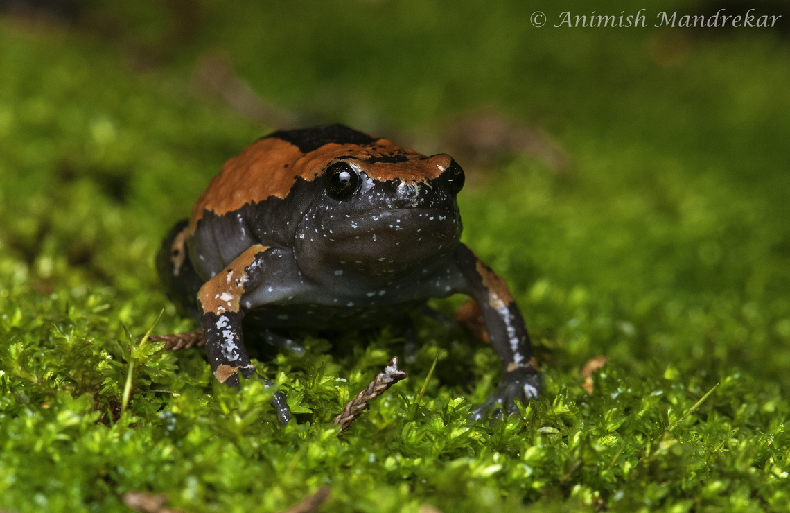 Narrow-mouthed Frog (Uperodon triangularis)  Geotagged,IUCN vulnerable,India,Narrow-Mouthed Frog,Uperodon triangularis,biodiversity,monsoon,western ghats