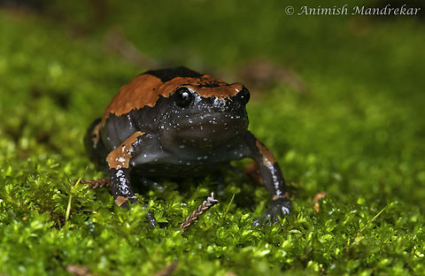 Narrow-mouthed Frog (Uperodon triangularis)  Geotagged,IUCN vulnerable,India,Narrow-Mouthed Frog,Uperodon triangularis,biodiversity,monsoon,western ghats