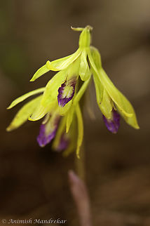 Aragoa-Like Nervilia (Nervilia aragoana) Aragoa-Like Nervilia (Nervilia aragoana) - Short lived terrestrial orchid or also called as Ephemeral found in Sanjay Gandhi National Park, Borivali, Mumbai. Just few months to go for emergence of the flower. The bloom is seen just after the first shower and the flowers perish with in a week or two. The vegetative state (leaves) are heart shaped and develop until after the flowers fade. Geotagged,Ground Orchid,India,Nervilia concolor,Rains,Tall shield orchid,endemic