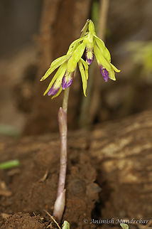 Nervilia aragoana  Geotagged,India,Nervilia concolor,Tall shield orchid,Winter