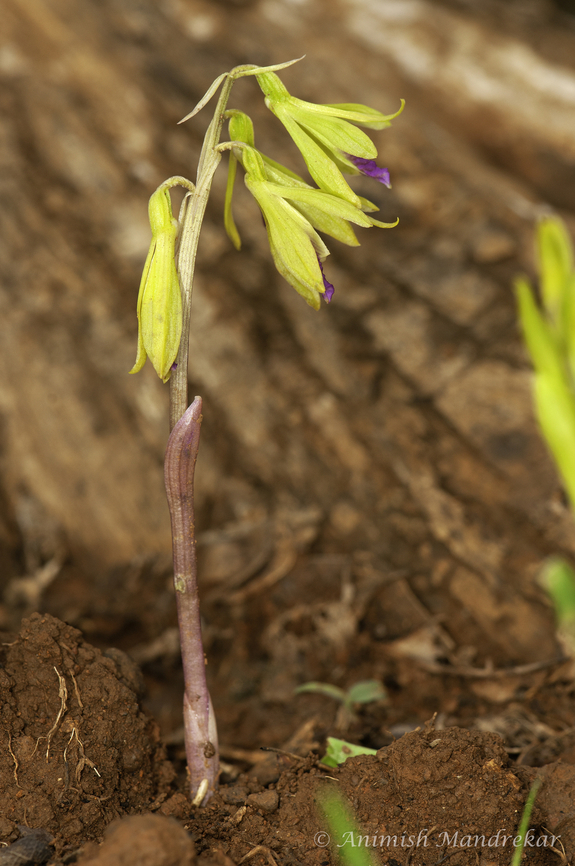 Aragoa-Like Nervilia (Nervilia aragoana)  Geotagged,India,Nervilia concolor,Tall shield orchid,Winter