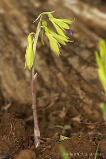 Aragoa-Like Nervilia (Nervilia aragoana)  Geotagged,India,Nervilia concolor,Tall shield orchid,Winter