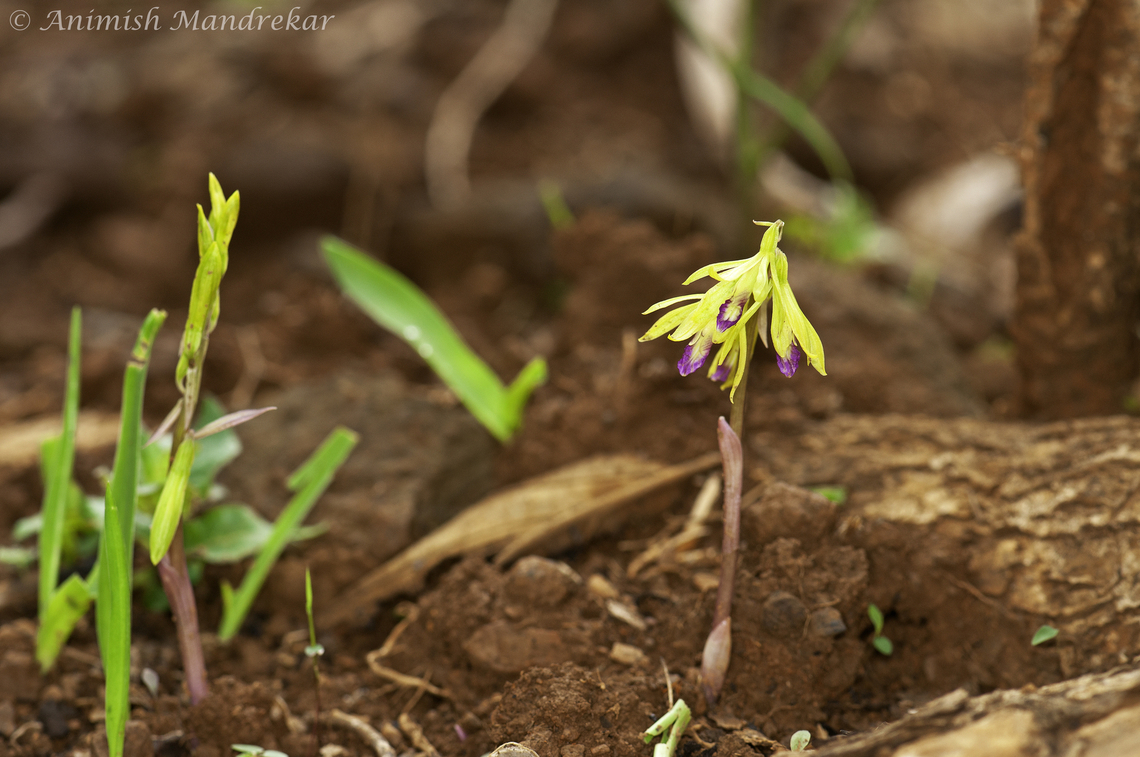 Aragoa-Like Nervilia (Nervilia aragoana)  Nervilia concolor,Tall shield orchid