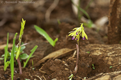 Aragoa-Like Nervilia (Nervilia aragoana)  Nervilia concolor,Tall shield orchid