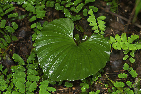 Aragoa-Like Nervilia (Nervilia aragoana)  Geotagged,India,Nervilia concolor,Summer,Tall shield orchid