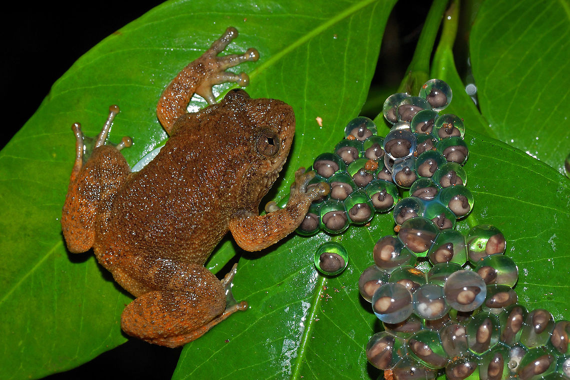 Father's Affection The Male Night Frog (Nyctibatrachus sp.) is found in western ghats streams guarding its clutch of eggs. One can see eggs in different stages. The male calls for females who visit the and lay their eggs. The male show parental care by protecting its clutch from other males. The clutch is always found overhanging the streams. Geotagged,India,Nyctibatrachus petraeus,Nyctibatrachus sp,Summer