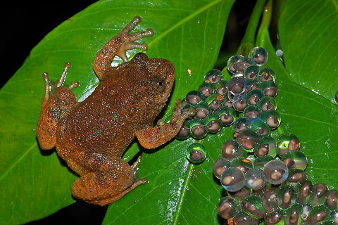 Father's Affection The Male Night Frog (Nyctibatrachus sp.) is found in western ghats streams guarding its clutch of eggs. One can see eggs in different stages. The male calls for females who visit the and lay their eggs. The male show parental care by protecting its clutch from other males. The clutch is always found overhanging the streams. Geotagged,India,Nyctibatrachus petraeus,Nyctibatrachus sp,Summer