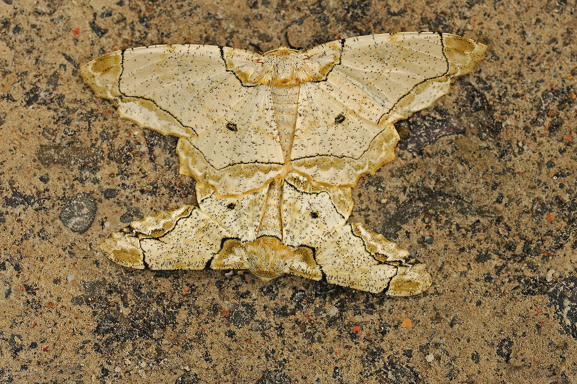 Madly In Love This pair of moths ever seen locked in love on the forest floor of Hollongapar Gibbon Wildlife Sanctuary, in Assam. The North East India keeps you amazing with such lovely moments of lesser fauna. Assam,Biston bengaliaria,Geotagged,India,Mating,Moths,Spring