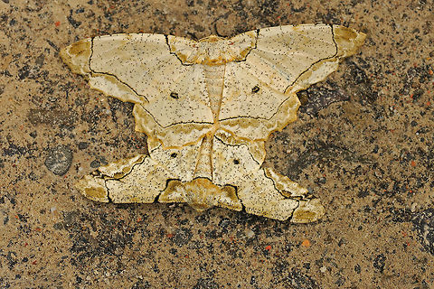 Madly In Love This pair of moths ever seen locked in love on the forest floor of Hollongapar Gibbon Wildlife Sanctuary, in Assam. The North East India keeps you amazing with such lovely moments of lesser fauna. Assam,Biston bengaliaria,Geotagged,India,Mating,Moths,Spring