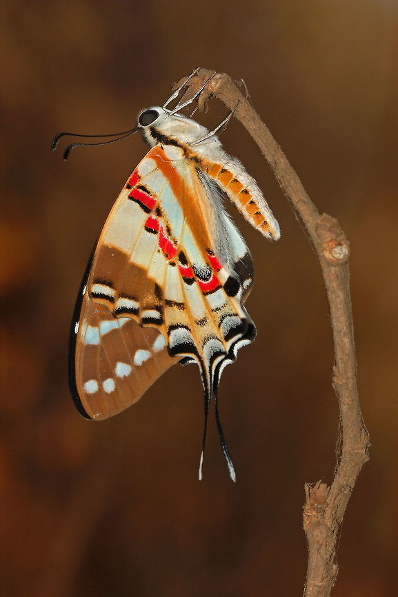 Spotted Sword Tailed Butterfly (Graphium nomius) This newly emerged Spotted Sword tailed Butterfly (Graphium nomius) was captured in Sanjay Gandhi National Park located in heart of metropolis city, Mumbai  Butterfly,Geotagged,Graphium nomius,India,Spot Swordtail,Spring