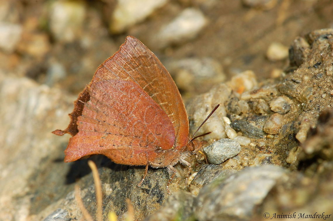 Curio Oakblue (Arhopala curiosa) While roaming in remote areas of Arunachal Pradesh of North East India, I found this rare butterfly Curio Oakblue (Arhopala curiosa) in Eaglenest Wildlife Sanctuary. It took almost 1 year for identification by expert Dr. <br />
Krushnamegh Kunte. According to the expert this is only other record known of the species and first colored photograph ever. Arhopala curiosa,Curious oakblue,Geotagged,India