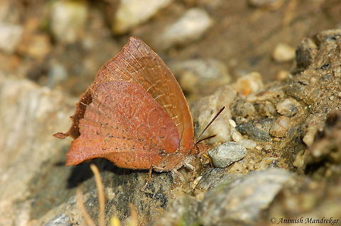 Curio Oakblue (Arhopala curiosa) While roaming in remote areas of Arunachal Pradesh of North East India, I found this rare butterfly Curio Oakblue (Arhopala curiosa) in Eaglenest Wildlife Sanctuary. It took almost 1 year for identification by expert Dr. 
Krushnamegh Kunte. According to the expert this is only other record known of the species and first colored photograph ever. Arhopala curiosa,Curious oakblue,Geotagged,India