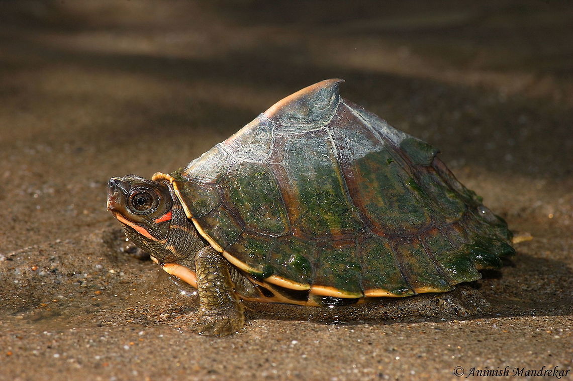 Assam roofed turtle (Pangshura sylhetensis) Assam roofed turtle (Pangshura sylhetensis), is critically endangered species endemic to Assam and only seen in Jia Bharali river which runs through Nameri National Park. This turtle was wash away to main land due to flood which was released back in its habitat. Assam roofed turtle,Geotagged,India,Pangshura sylhetensis