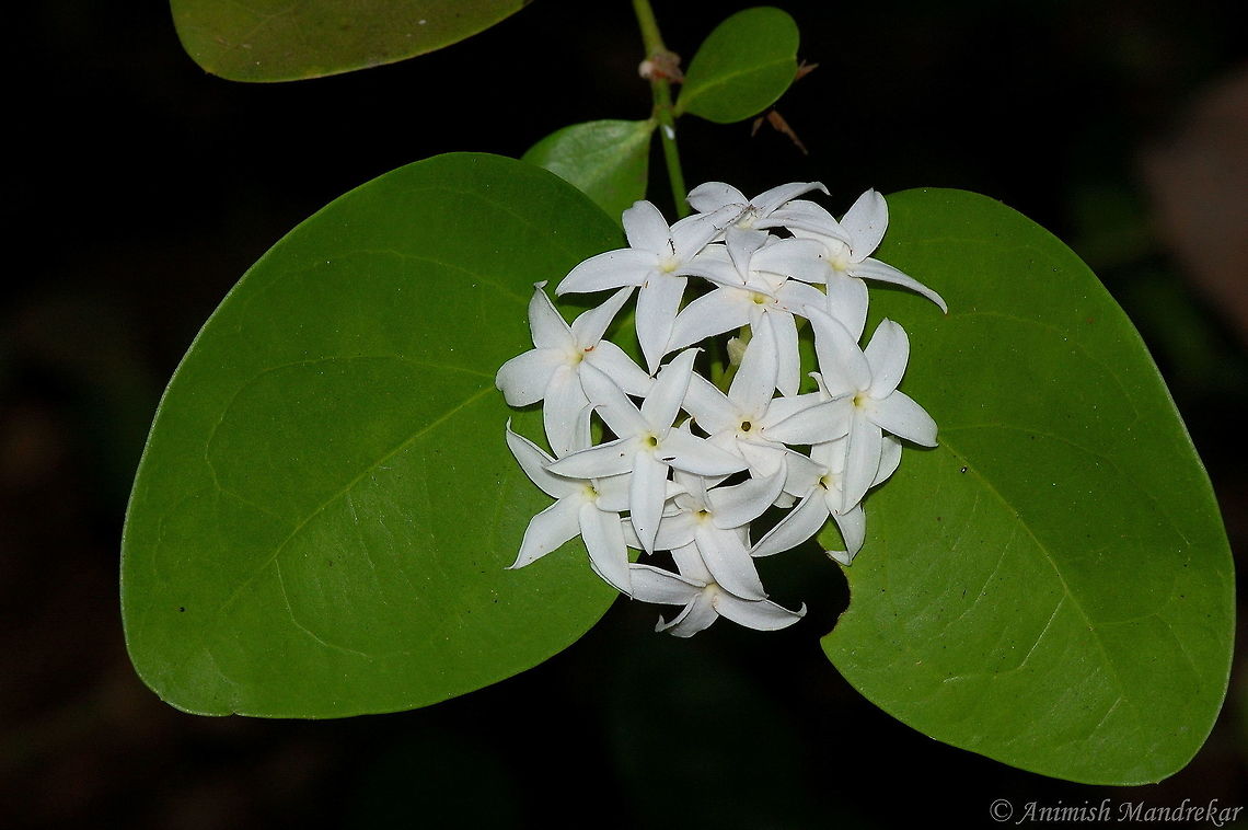 Carissa_carandas_01  Carissa carandas,Geotagged,India