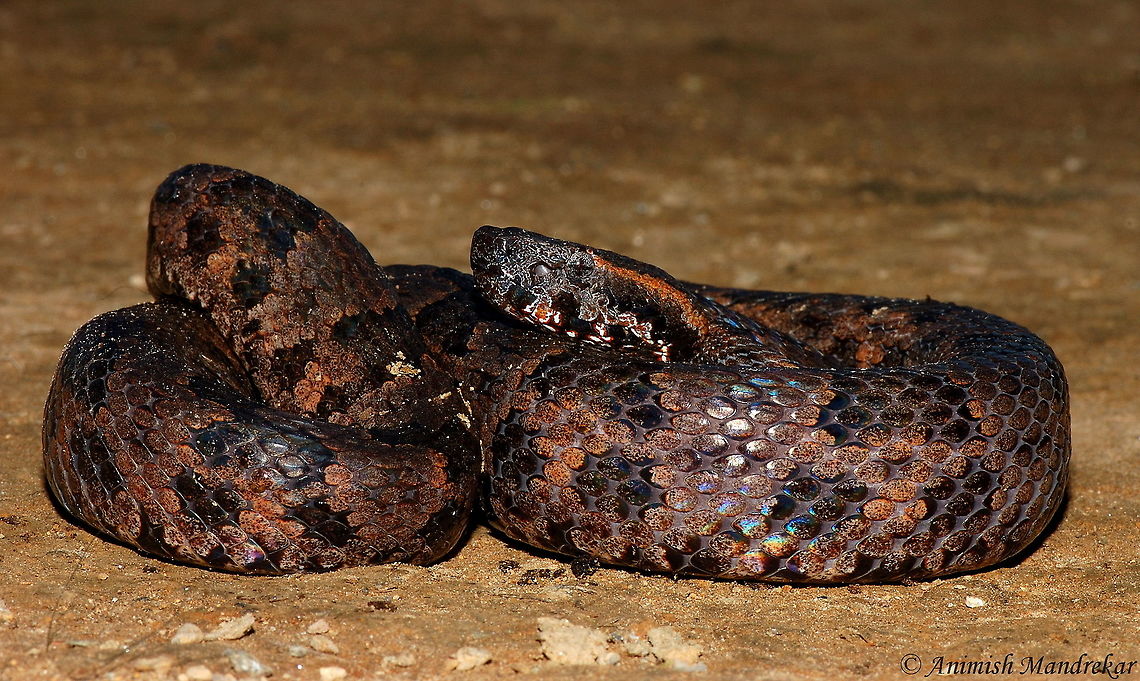 Mountain Pit Viper (Ovophis monticola) This venomous pit viper species is found in North eastern part of India. Clicked in Eaglenest Wildlife Sanctuary Aruachal Pradesh. Geotagged,India,Ovophis monticola,ovophis monticola