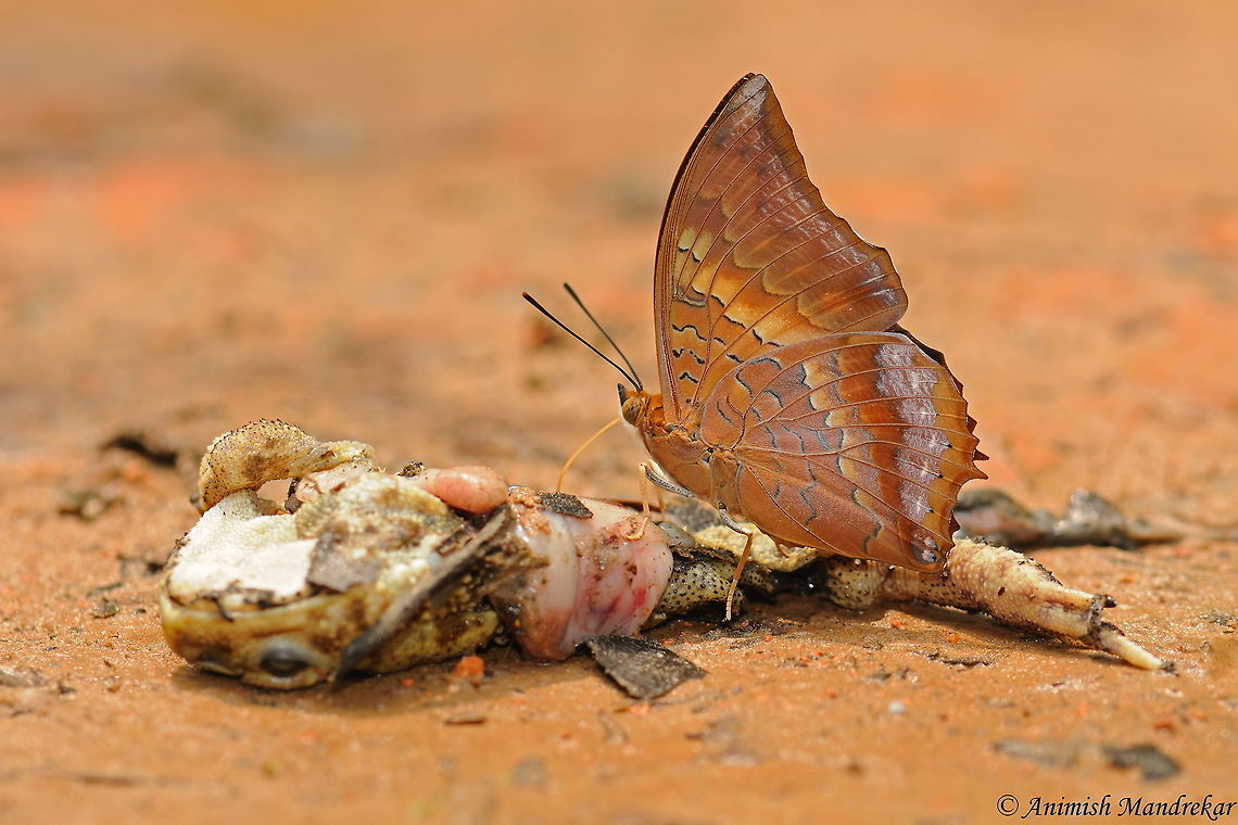 Tawny Rajah (Charaxes bernardus) Tawny Rajah (Charaxes bernardus) was found extracting nutrients from a dead toad due to road kill in Gibbon wildlife sanctuary in Assam Charaxes bernardus,Geotagged,India,Spring,Tawny rajah