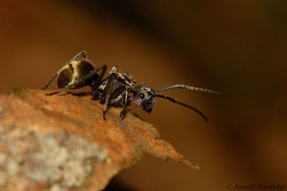 Golden Ant (Polyrhachis illaudata) One of most beautiful arboreal ant from Western Ghat biosphere -  Golden Ant (Polyrhachis illaudata) Geotagged,India,Polyrhachis illaudata