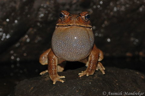 Asian Common Toad (Bufo melanostictus) This fella was calling for mate from a vantage point and from top of his voice. Duttaphrynus melanostictus,Geotagged,India,Spring