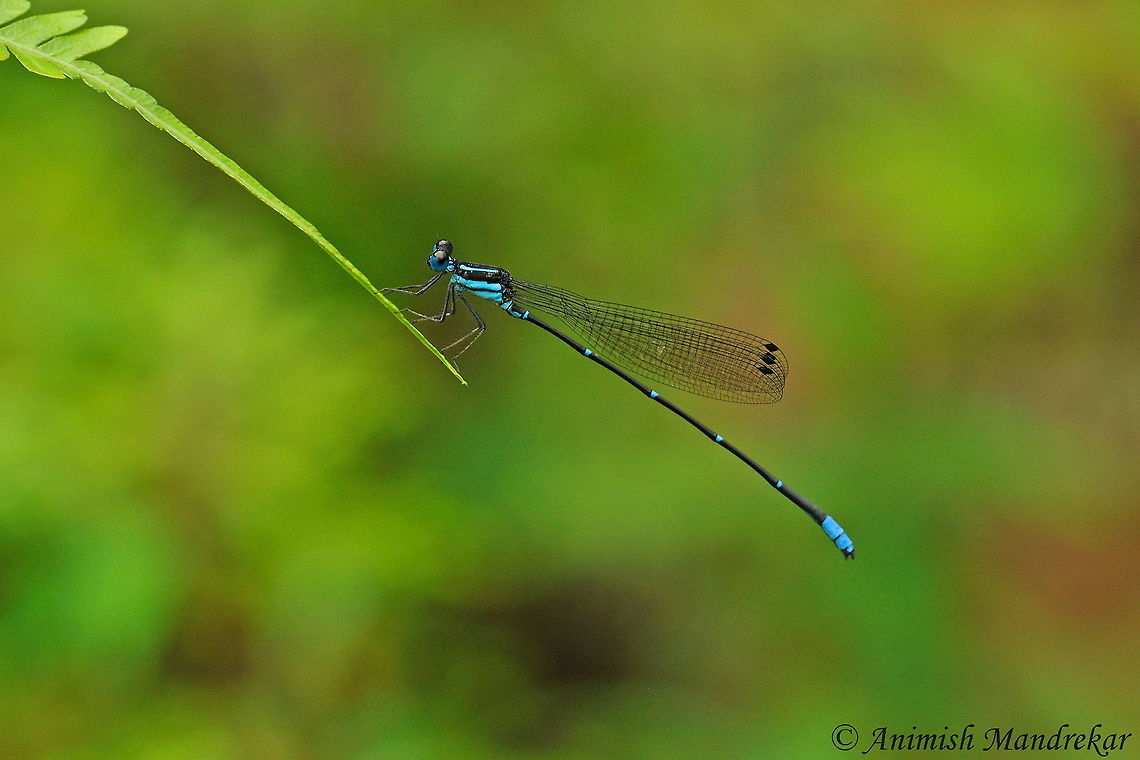 Coorg Bambootail (Caconeura ramburi) Coorg Bambootail (Caconeura ramburi) is from family Protoneuridae - small to medium sized slender damselflies. It is endemic to southern western ghats. Caconeura ramburi,Coorg bambootail,Geotagged,India,Summer