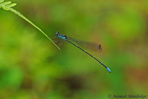 Coorg Bambootail (Caconeura ramburi) Coorg Bambootail (Caconeura ramburi) is from family Protoneuridae - small to medium sized slender damselflies. It is endemic to southern western ghats. Caconeura ramburi,Coorg bambootail,Geotagged,India,Summer