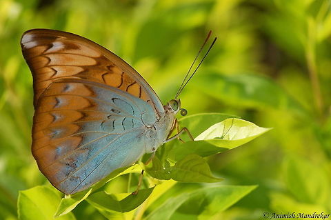 Pain Earl (Tanaecia jahnu) Beauty from Nameri National Park Assam Geotagged,India,Plain Earl,Tanaecia jahnu