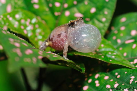 Raorchestes_tuberohumerus  Geotagged,India,Raorchestes tuberohumerus,Summer