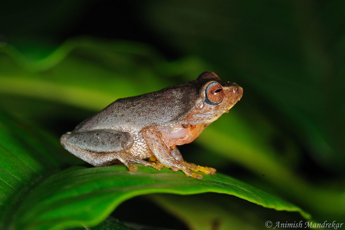 Glandular Bush Frog (Raorchestes glandulosus) Glandular Bush Frog (Raorchestes glandulosus) - Western ghat endemic Geotagged,India,Raorchestes glandulosus,Summer