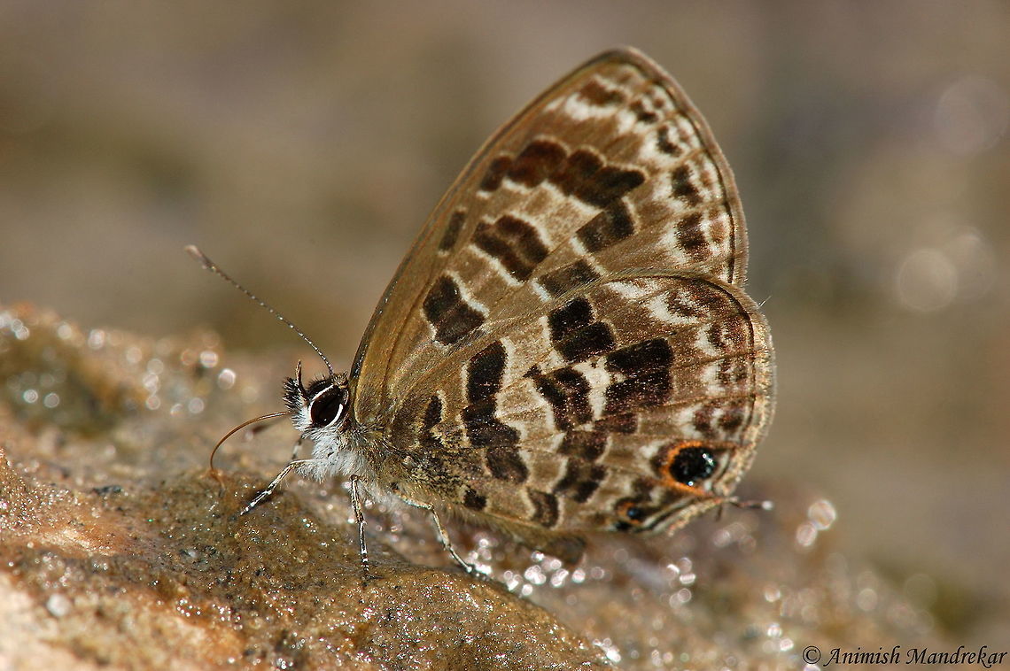 Banded Line blue (Prosotas aluta coelestis) Banded Line blue (Prosotas aluta coelestis) from Nameri National Park Banded Lineblue,Geotagged,India,Prosotas aluta