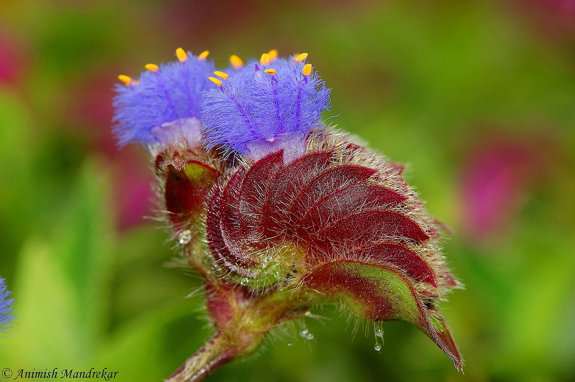 Grass of the dew (Cyanotis arachnoides)  Cyanotis arachnoidea,Geotagged,Grass of the dew,India