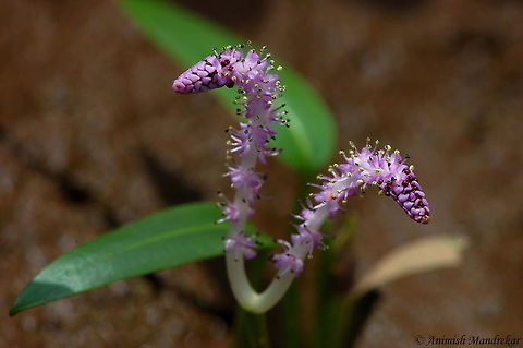 Waytura (Aponogeton satarensis) Aponogeton satarensis is only known from five sites in small temporary pools on the top of widely separated hill plateaus in the Western Ghats.  The species is assessed as Endangered which was described in 1982. The immediate threat to the species come with a laundry list of issues: At one of these sites, some of the temporary pools have been lost due to Construction of windmills, increase of tourism (botanical amateurs) and litter disposal, increased pollution, mining of laterite, changes in micro habitats by earth removal and unintended fires in summer caused by tourists and grazers.  Aponogeton satarensis,Geotagged,India,Satara Aponogeton